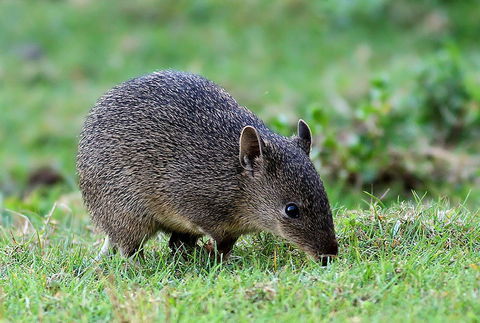Warrawong Wildlife Sanctuary - Accommodation NSW 1