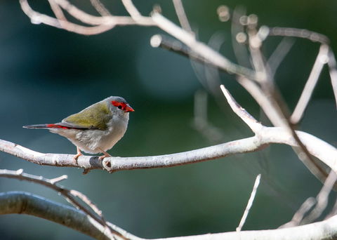 Warrawong Wildlife Sanctuary - Accommodation NSW 2