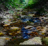 Willi Willi National Park - Accommodation NSW