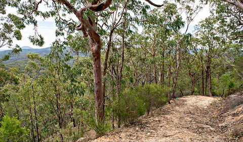 Yango Walking Track - Accommodation NSW 0