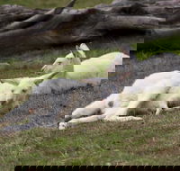 Yarra Valley Nocturnal Zoo - Accommodation NSW
