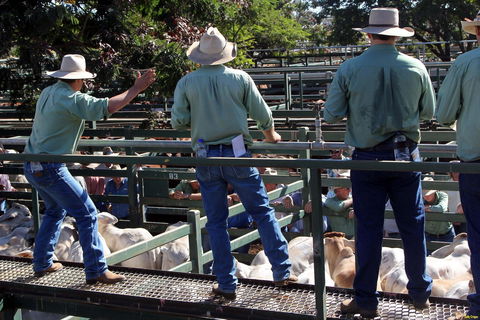 Blackall Saleyards - Accommodation NSW 2