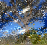 Euroa Arboretum - Accommodation NSW