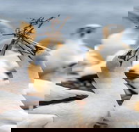 Gannets in Portland - Accommodation NSW