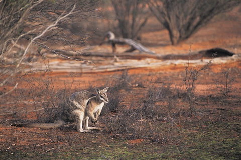 Mildura - Accommodation NSW 2