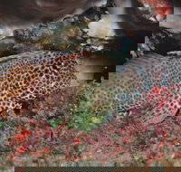 Nine Mile Reef Dive Site - Accommodation NSW