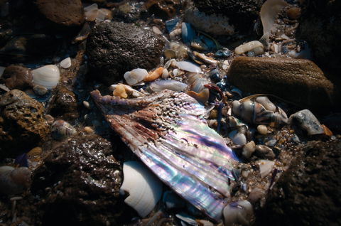 Point Cook Marine Sanctuary - Accommodation NSW 1