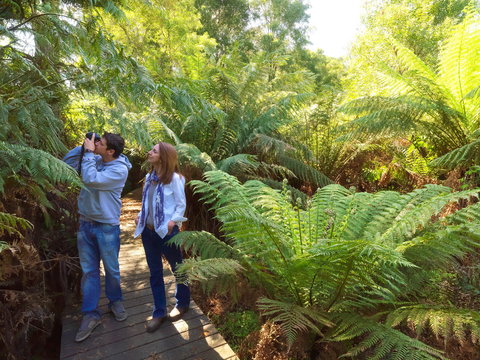 Endeavour Fern Gully Walks - Accommodation NSW 0