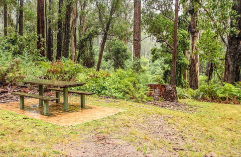 Goodenia Rainforest Picnic Area - Accommodation NSW 0