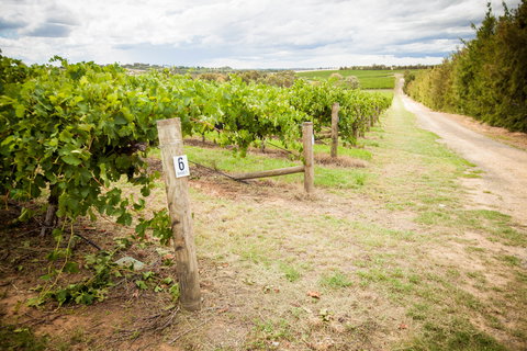 Grove Estate Wines - Accommodation NSW 0