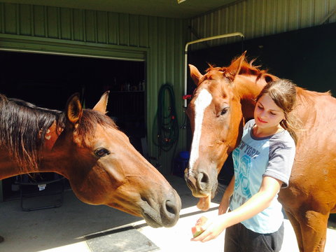 Iris Lodge Alpacas - Accommodation NSW 0