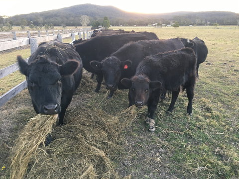 Iris Lodge Alpacas - Accommodation NSW 1