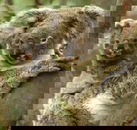 Koalas in Gunnedah - Accommodation NSW