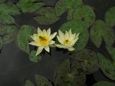 Wallis Creek Water Garden - Accommodation NSW 1