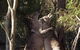 Kangaroo Encounter & Aboriginal Rock Arts Half-Day Trip From Sydney - thumb 9