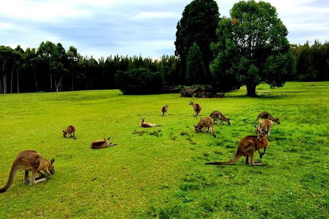 Blue Mountains Off The Beaten Track 4WD Day Adventure - Accommodation NSW 7