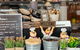 Withlocals 10 Tastings: Covid-19 Regulated Sydney Private Food Tour W/ A Local - thumb 3