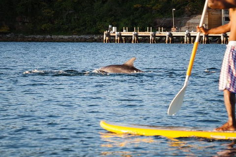 1 Hour Stand Up Paddle Board Rental - Accommodation NSW 3