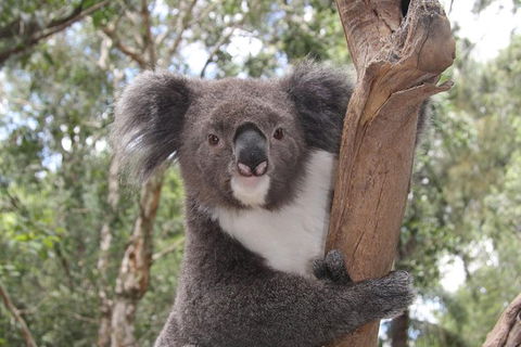 Private & Fully Guided 4-day Sydney Tour Package - Accommodation NSW 8
