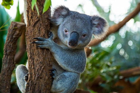 Best Sydney Tours By Life Long Locals - Hidden Gems & More - Lifetime Experience - Accommodation NSW 1