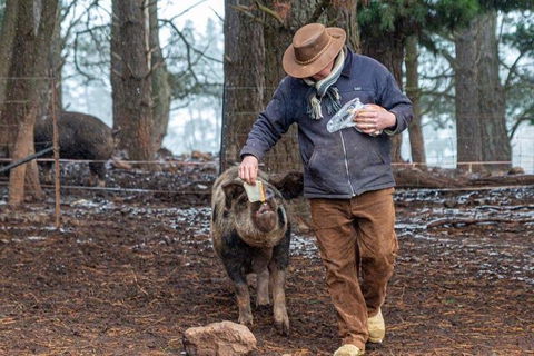 Paddock To Plate Farm Tour And Tasting - Accommodation NSW 5