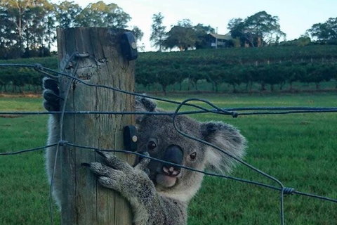 The Secret Vines Experience Port Macquarie - Accommodation NSW 1