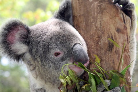 Private 10-hour Tour To Blue Mountains From Sydney - Hotel Pick Up & Drop Off - Accommodation NSW 2