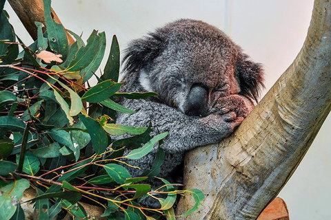 Blue Mountains Highlights, Wildlife Park And Scenic World Full Day Private Tour - Accommodation NSW 1
