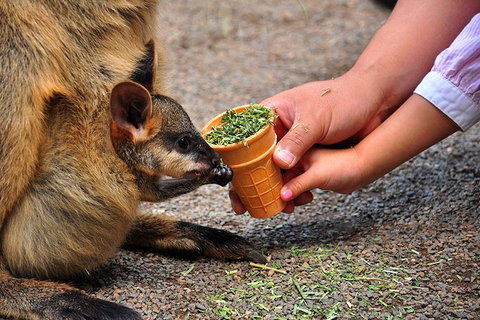 Blue Mountains Highlights, Wildlife Park And Scenic World Full Day Private Tour - Accommodation NSW 3