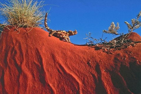 Alice Springs, Uluru Ayers Rock & Kings Canyon 8 Days Touring Package - Accommodation NSW 4