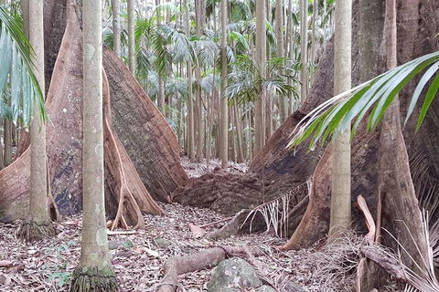 Small Group Gold Coast Mountain Tour: Springbrook National Park And Mt Tamborine - Accommodation NSW 4