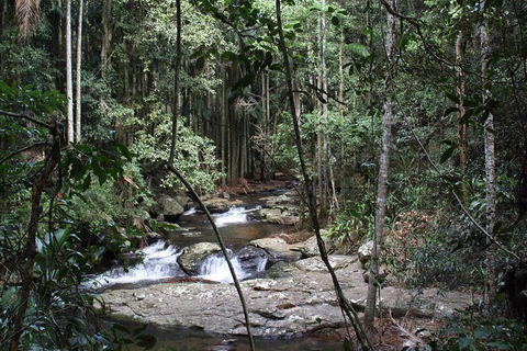 Small Group Gold Coast Mountain Tour: Springbrook National Park And Mt Tamborine - Accommodation NSW 8