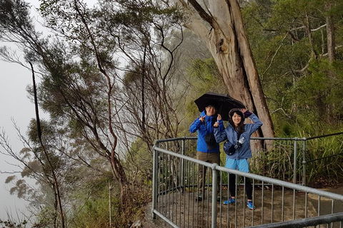 Small Group Gold Coast Mountain Tour: Springbrook National Park And Mt Tamborine - Accommodation NSW 1