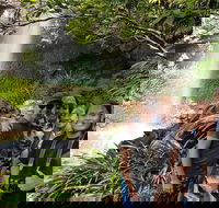 Small group Gold Coast Mountain Tour Springbrook National Park and Mt Tamborine - Accommodation NSW