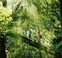 Gold Coast Lamington National Park and Tamborine Mountain 4WD Ecotour - Accommodation NSW