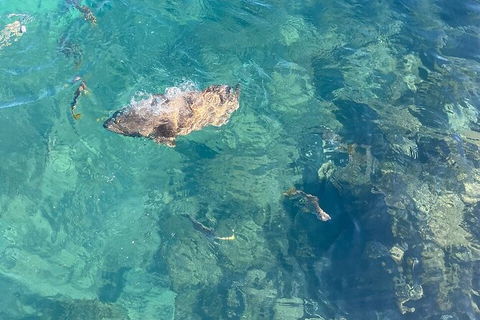 Aquascene Magnetic Island Discovery Tour - Accommodation NSW 6