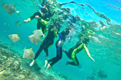 Half-Day Kayak, SUP And Snorkel Tour At Wave Break Island With Lunch - Accommodation NSW 7