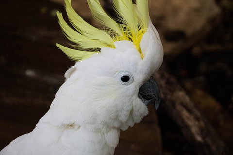 Cairns ZOOM And Wildlife Dome - Accommodation NSW 4