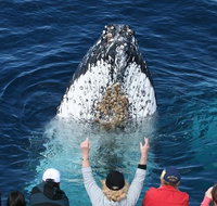 Whale Watching Tour in Gold Coast - Accommodation NSW