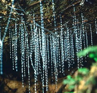 Glow Worm Evening Eco-Adventure from the Gold Coast - Accommodation NSW