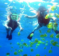 Guided Snorkel with Fish Tour at Wavebreak Island Gold Coast - Accommodation NSW