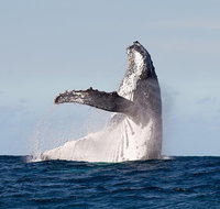 Private whale watching - Accommodation NSW
