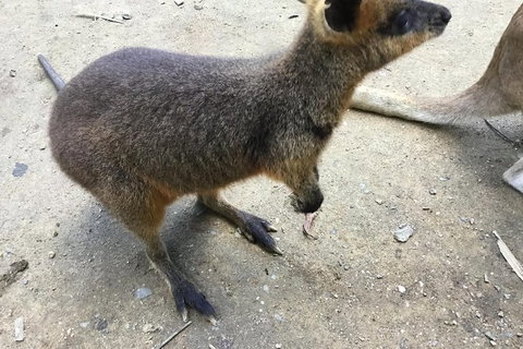 Cairns City Tour - Accommodation NSW 1