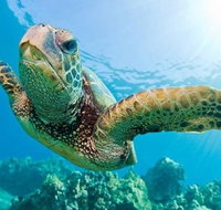 Guided Snorkel with Fish Tour at Cook Island Aquatic Reserve - Accommodation NSW