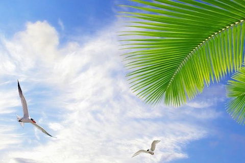 Airport Transfer - Mission Beach To Cairns Airport - Accommodation NSW 4