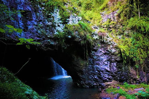 Private Tour - Rainforest & Waterfalls Extravaganza - Accommodation NSW 7