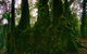 Private Tour - Rainforest & Waterfalls Extravaganza - thumb 6