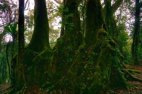 Private Tour - Rainforest & Waterfalls Extravaganza - Accommodation NSW 6