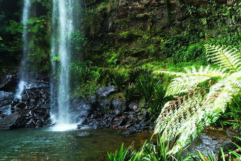 Private Tour - Rainforest & Waterfalls Extravaganza - Accommodation NSW 5