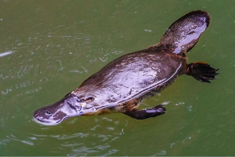 Reef, Wildlife & Rainforest - Reef & Beyond Guided Holidays - Accommodation NSW 7